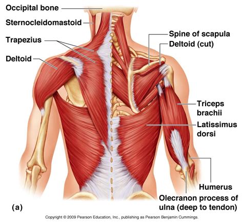 Striated Shoulder/Neck Muscles In Humans / shoulder muscle anatomy ...