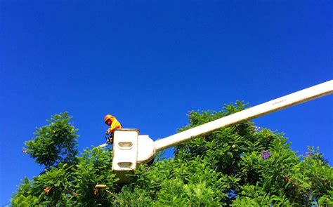 Expert Spring Tree Care Services in Montclair, NJ - American Tree ...