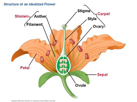 The Evolution of Seed Plants - Presentation Biology