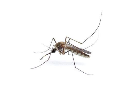 Mosquitoes: The World's Deadliest Animal - Giggle Magazine