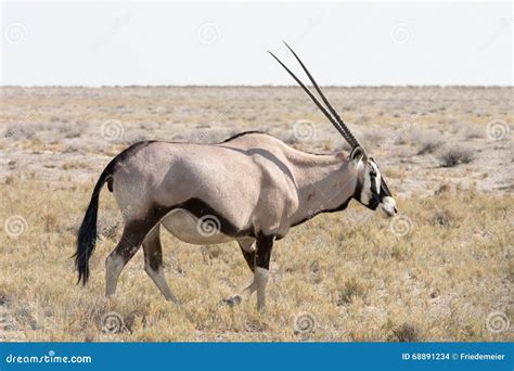 Gemsbok, Oryx stock photo. Image of park, wild, freedom - 68891234