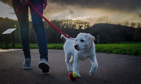 When Can I Take My Puppy For A First Time Walk?