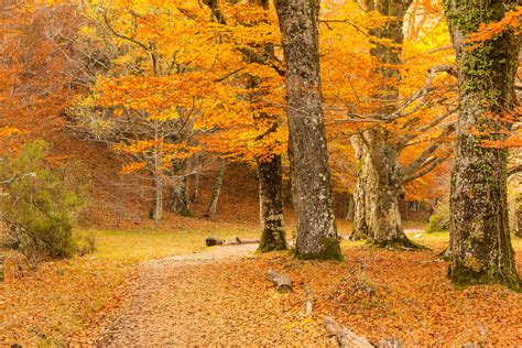 5 bosques para recibir el otoño en España - Blog de viajes