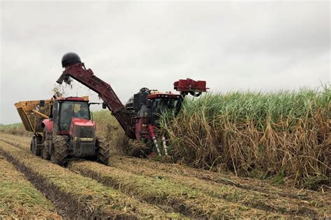 Farm to Table: Sugar Cane Harvest | The Sugar Association