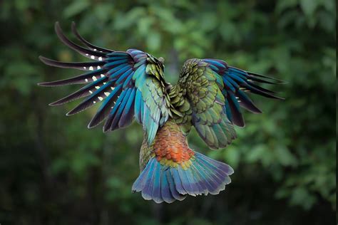 colorful birds | birds, Animals, Colorful, New Zealand, Parrot, Kea, Feathers Wallpaper ...