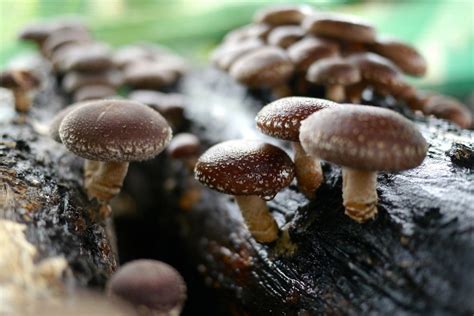 Por qué los hongos Shiitake son buenos para ti