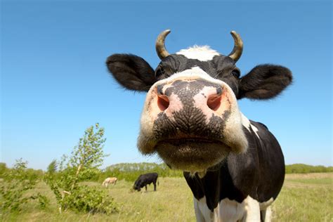 Knickers the giant cow: why do some animals grow so big? - Keele University