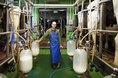 Portrait Of Dairy Farmer Milking Cows Photograph by Christopher Kimmel - Fine Art America