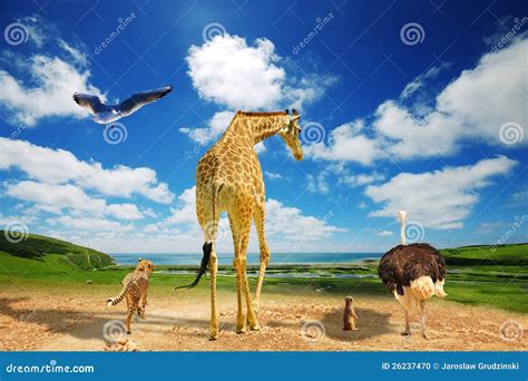 Global Warming - Animals Migrating Stock Photo - Image of draught, africa: 26237470