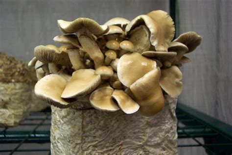 Agrocybe aegerita, Black Poplar Mushrooms -easy grow! - Gourmet and ...