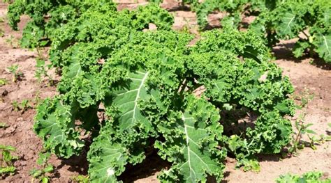 Kale Garden Spacing: How Far Apart Should You Plant Kale?