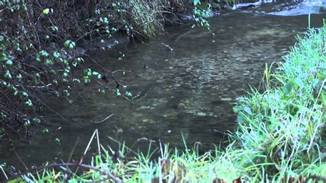 Brown trout spawning - YouTube