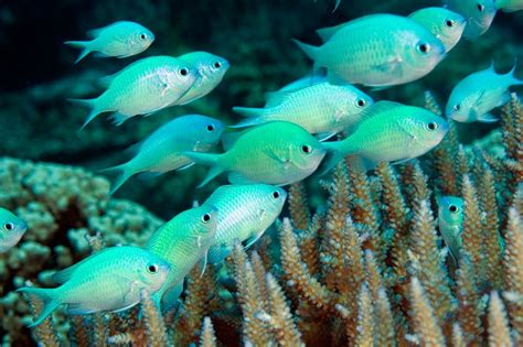 Chromis viridis: blue-green chromis | Saltwater aquarium fish, Fish ...