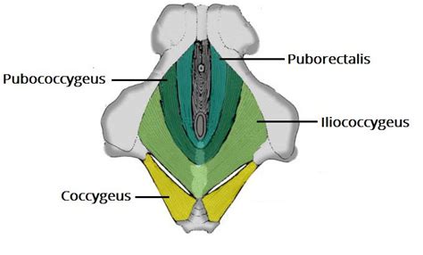 The Pelvic Floor - TeachMeAnatomy