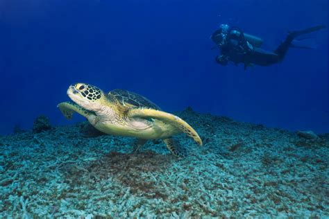 Scuba diving in Okinawa: a first-timer guide - World Adventure Divers