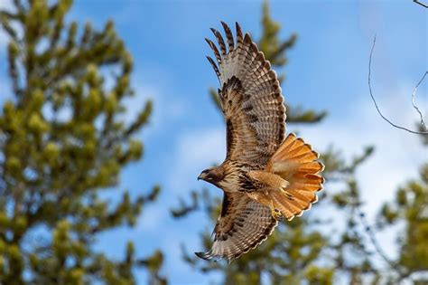 Active Lower Loop in Yellowstone National Park (7-14 people) - Teton Wilderness Tours LLC