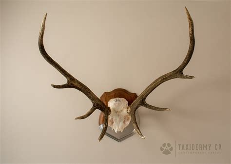 Red Stag Antlers For Sale