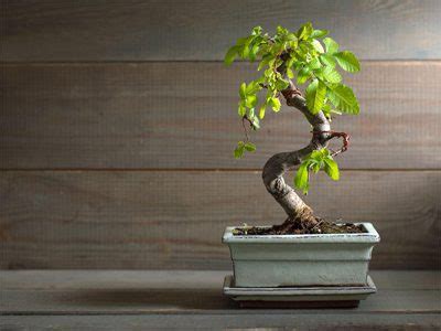 The 6 Best Indoor Bonsai Tree Types & How To Care For Them