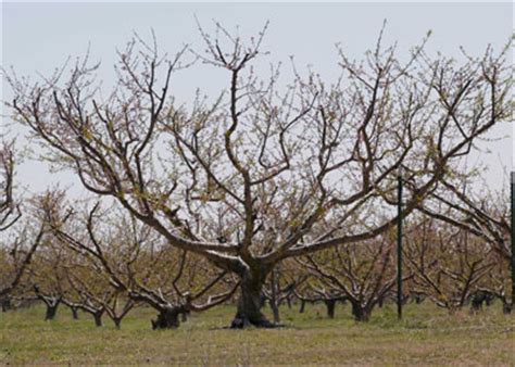 Special Pruning Tips from Neil Sperry - Neil Sperry's GARDENS