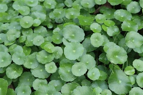 Whorled Pennywort Care Guide – Planting, Growing, and Propagation ...