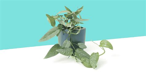 Cebu Blue Pothos: Plant Care and Growing Guide | Plantcarefully