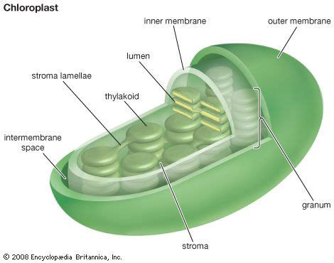 Stroma | in chloroplast | Britannica.com