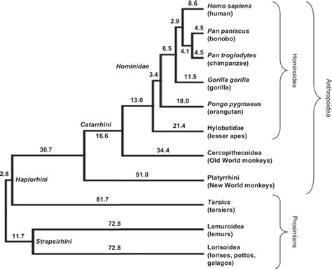 Since humans are part of Hominidae or Great Apes family, aren't we all ...