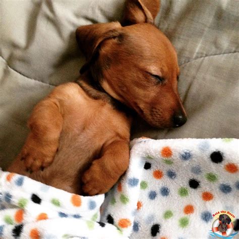 Sleeping Beauty : r/Dachshund