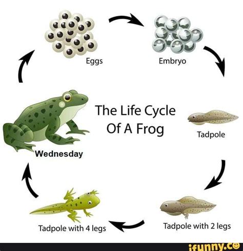 Eggs Embryo The Life Cycle A. Of Frog Tadpole 'Wednesday Tadpole with 4 ...