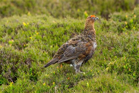 Red Grouse Male Stood in Natural Moorland Habitat during Nesting Season ...