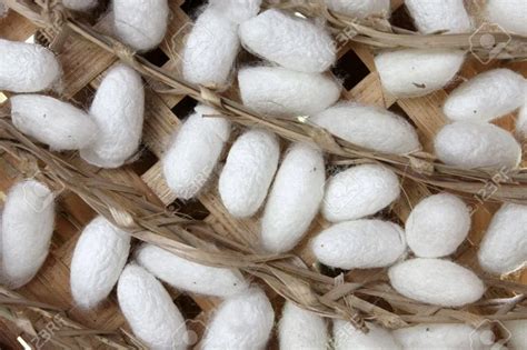 Silkworm Cocoon/silkworm Eggs Whatsapp+84-845-639-639 - Buy Silkworm Cocoon,Silkworm,Silkworm ...