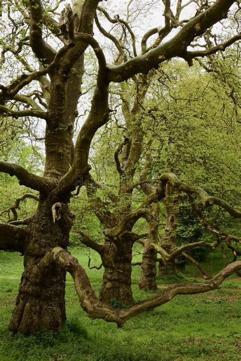 Strangely shaped trees stock photo. Image of hampshire - 109441068