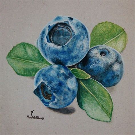 Blueberry drawing wallpaper | DRAWING 99