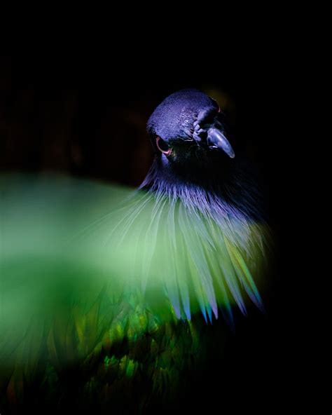 Bird Portrait Photography - The Outtakes — robert doeleman