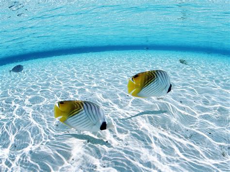 Tropical Fish - Bing Images | Underwater wallpaper, Fish wallpaper, Ocean wallpaper