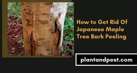 How to Get Rid Of Japanese Maple Tree Bark Peeling?