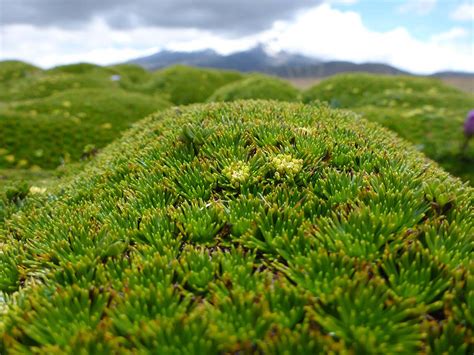 NEOTROPICAL Montane Grassland & Shrubland