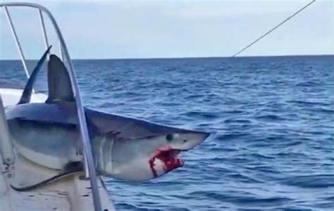 Mako Shark Jumping Into Boat