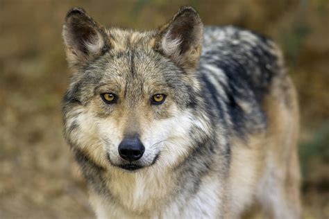 Mexican Wolf - Arizona Photograph by Phil Degginger