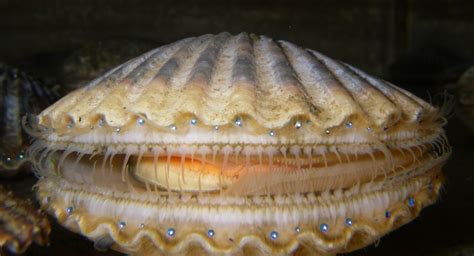 Argopecten irradians - Wikimedia Commons