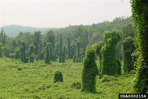 kudzu, Invasive Plants of the Eastern United States