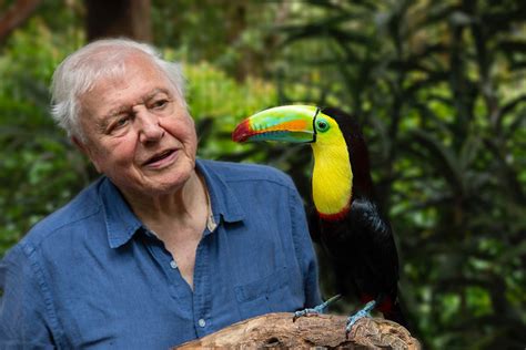 Attenborough brings colour to life in new series - Screen Australia