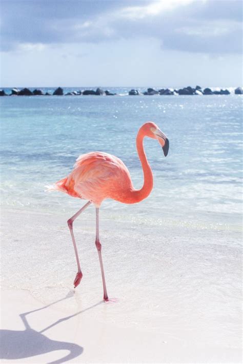 Renaissance Aruba Resort & Casino's private "flamingo" island | Flamingo, Animals beautiful, Animals