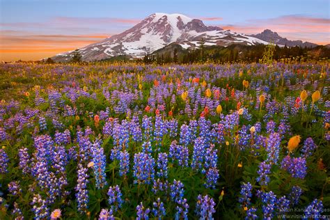 Mt Rainier Wildflowers and Sunset | Wildflowers at Rainier … | Flickr - Photo Sharing!