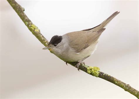 Details : Blackcap - BirdGuides