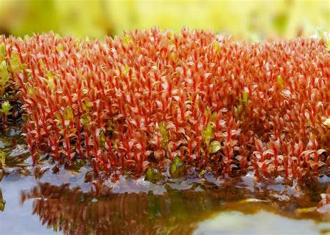 Bryophyte images by Des Callaghan - Iceland