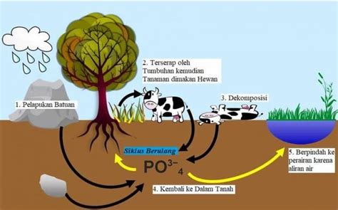 Makalah Siklus Karbon Siklus Fosfor Pengertian Proses Dan Manfaatnya ...