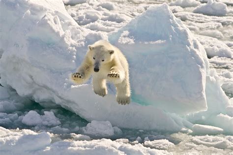 How Much Are Polar Bears Worth? Trump Admin Limits Endangered Species ...