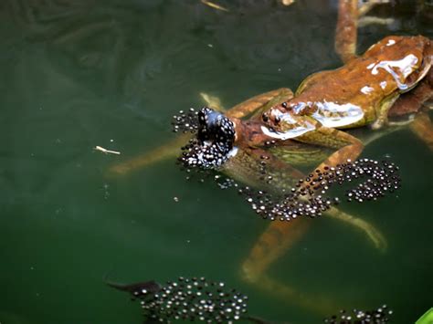 Cuban tree frog laying eggs | Project Noah