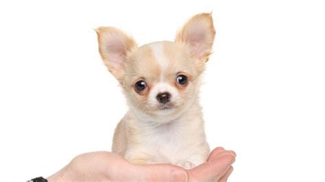 59+ Teacup Chihuahua Puppy Care Image - Bleumoonproductions